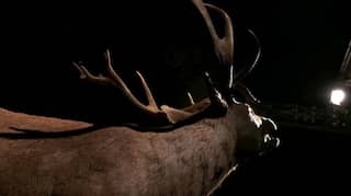 'Grey ghost' caribous may disappear forever, courtesy predatory wolves and human logging