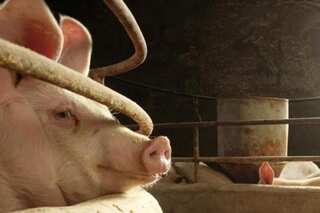 China's pork output slides for seventh straight quarter in view of African swine fever