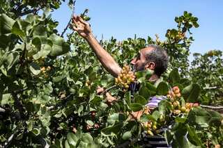 After war and violence, Syria's pistachio farmers return to their orchards