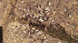 Giant swarm of flying ants spotted from space over Britain