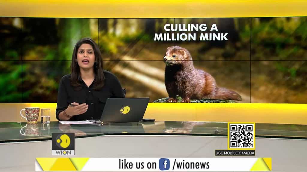 Gravitas: A Million Minks Culled In Europe