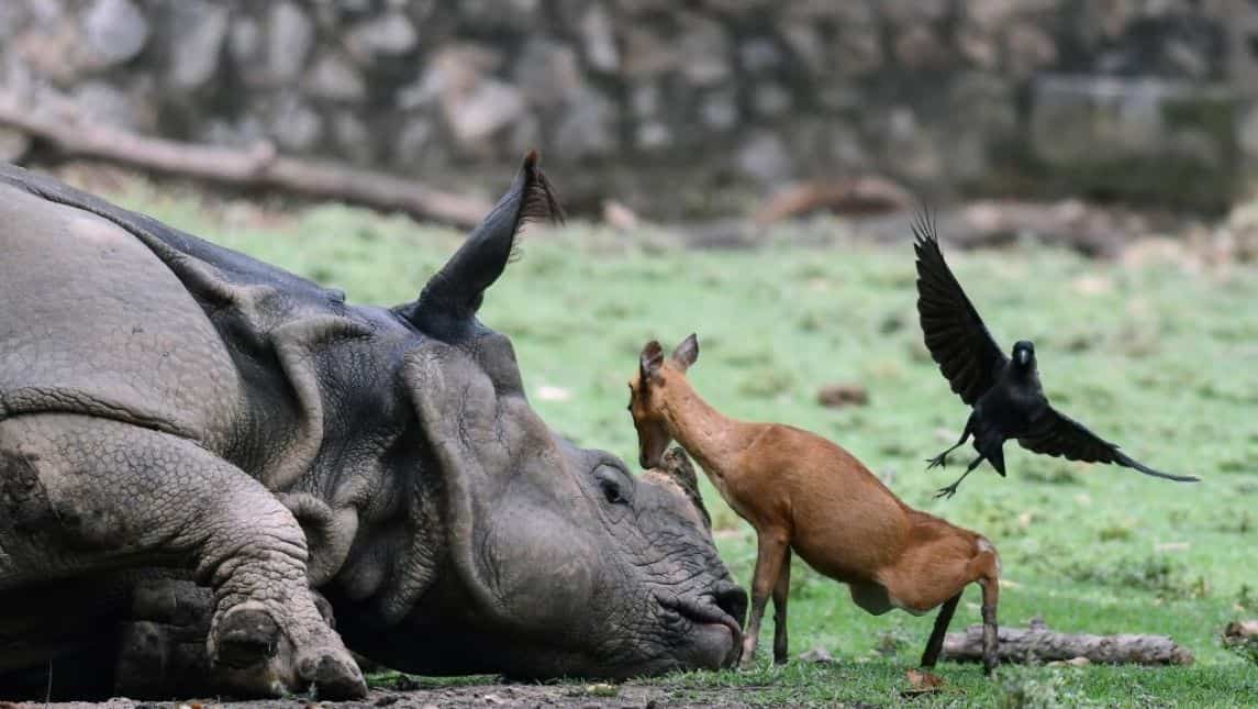 Hog deers