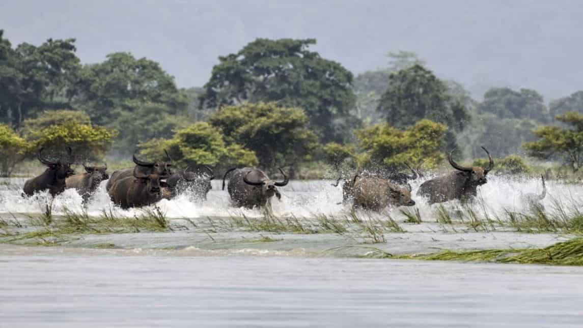 Wild buffalo