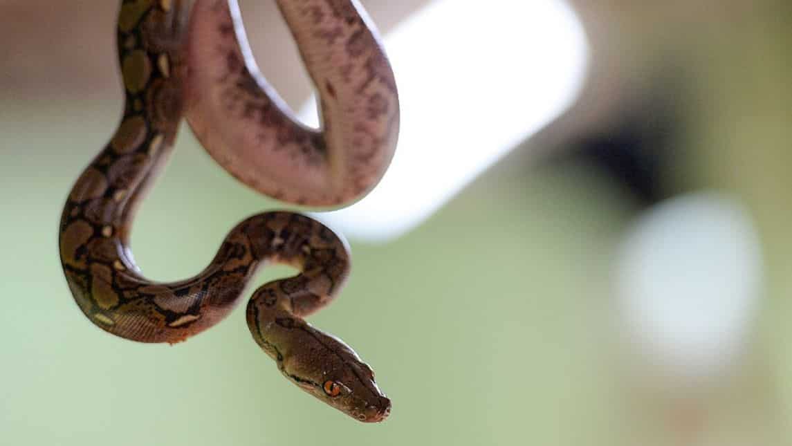 Python
