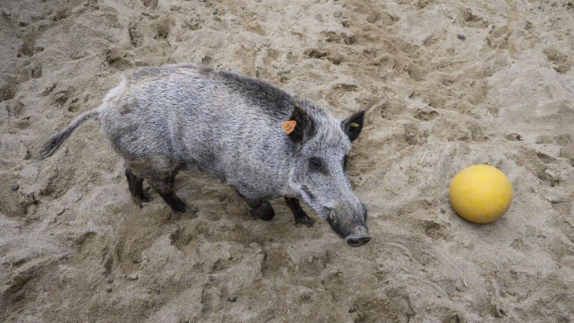 Wild boar