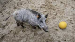 'Environmental crime': Spanish hunters slaughter over 500 deer, wild boar in Portugal