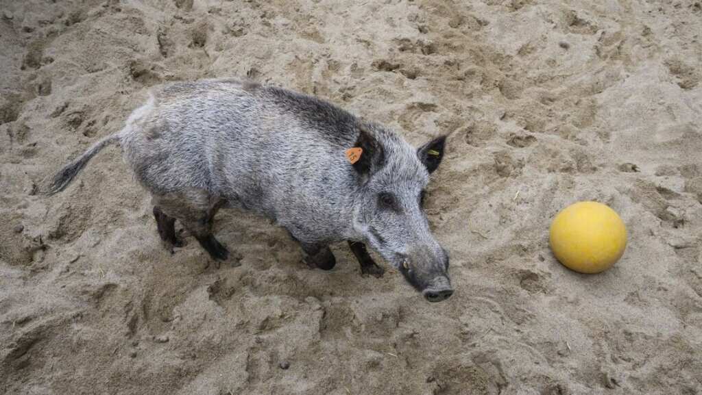 'Environmental crime': Spanish hunters slaughter over 500 deer, wild boar in Portugal