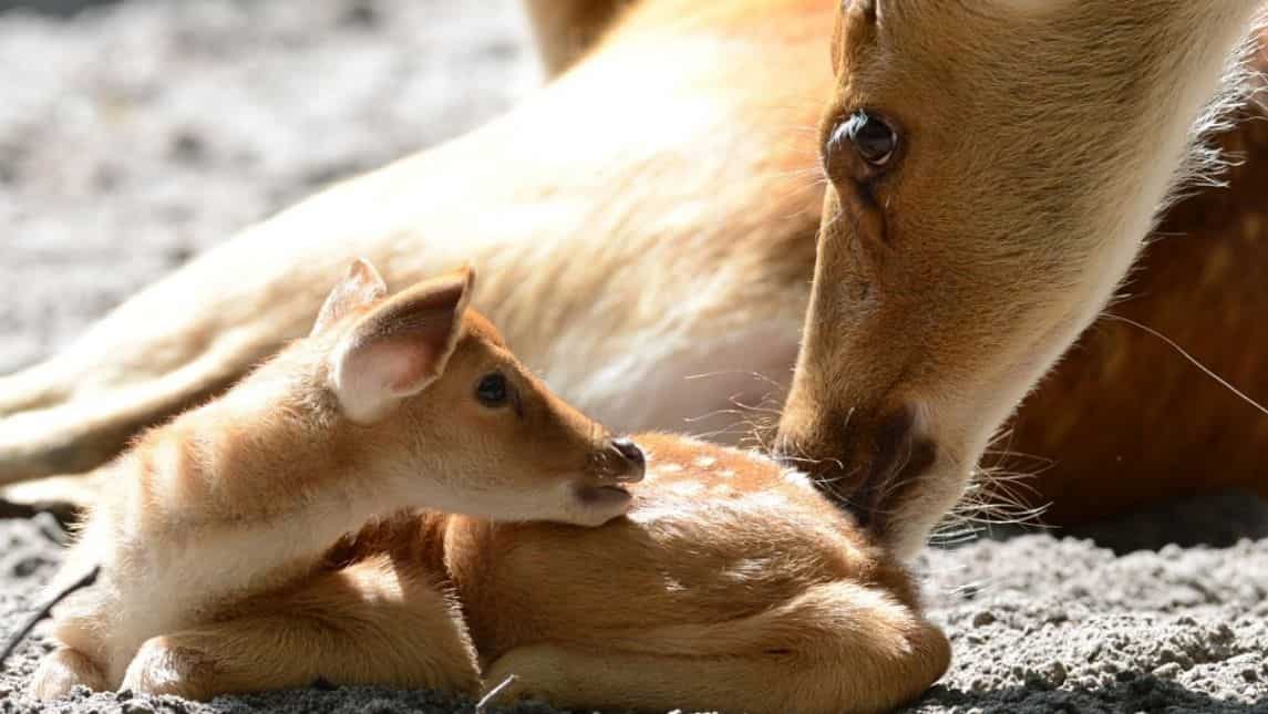 Deer affected by COVID-19