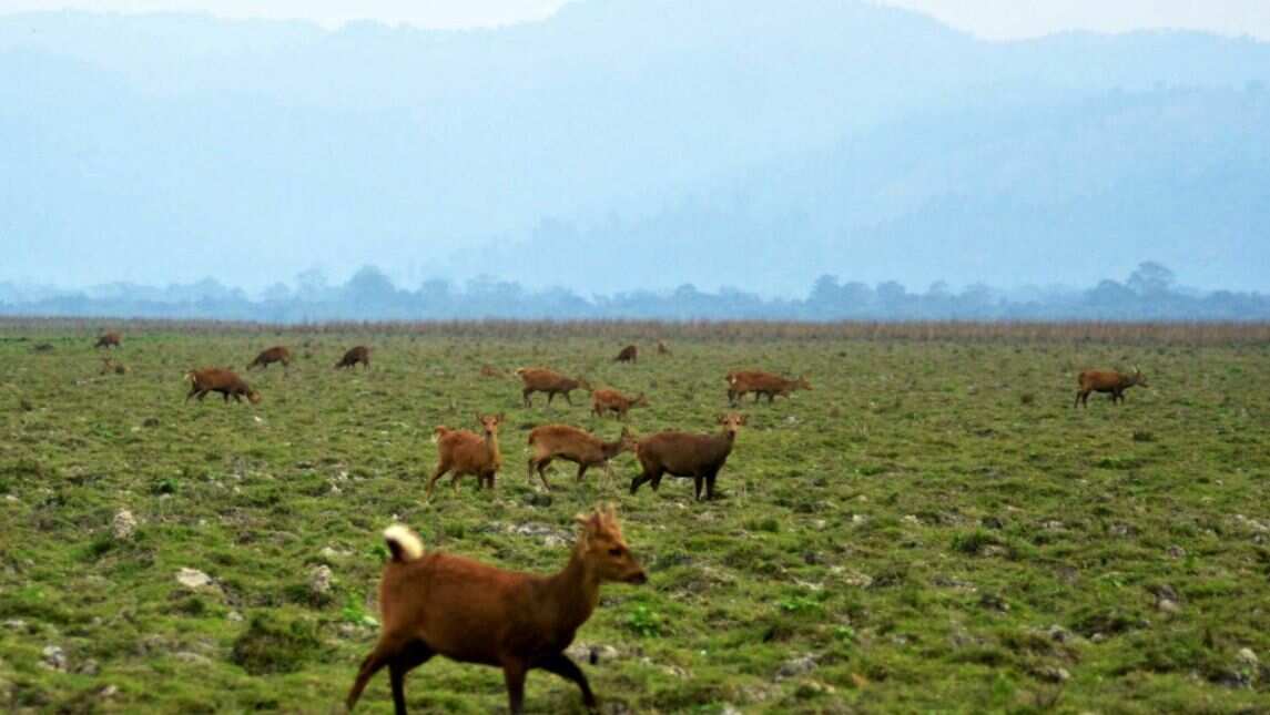 Sambar