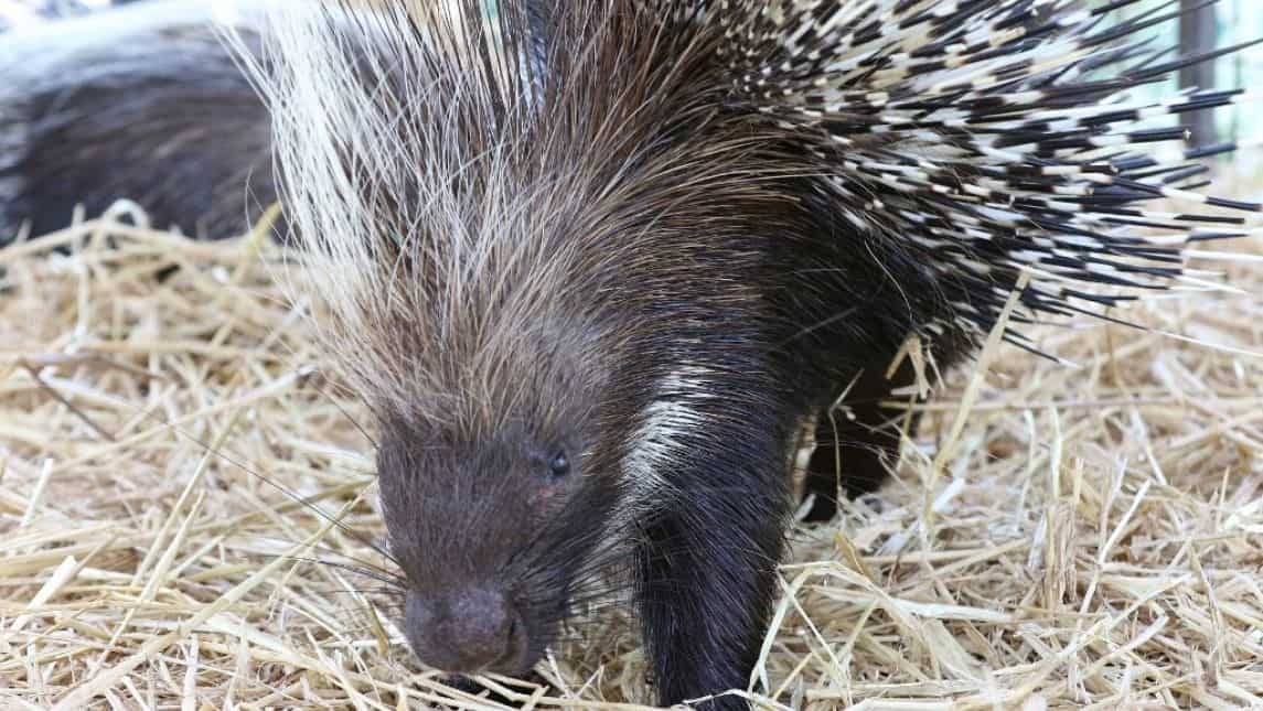 Porcupine