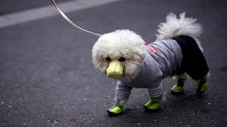 Dog show: Pet pooches play more when humans are watching