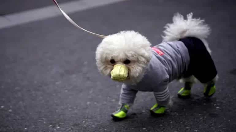 Dog show: Pet pooches play more when humans are watching