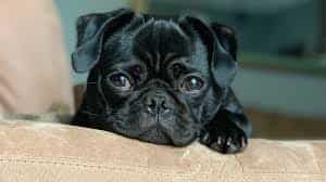 Gravitas: Why Dogs Fear Facemasks