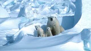 Polar bears will be gone by 2100 if greenhouse emissions are left unchecked