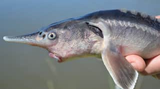 Sturddlefish: Scientists in Hungary accidentally create hybrid fish