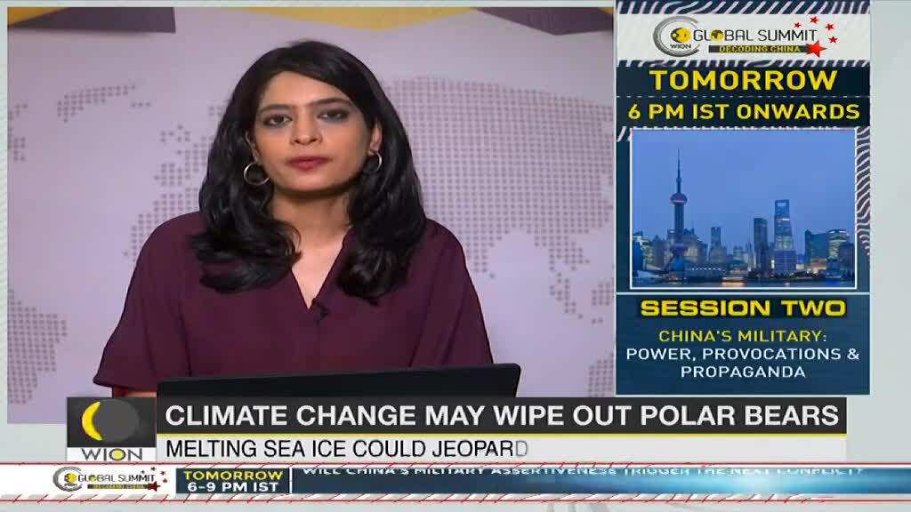 Climate Change is driving Polar Bears towards extinction; May wipe out by 2100