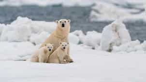 Gravitas: Polar bears could be wiped out by 2100