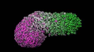 Scientists successfully delay ageing in cells; to be tried on humans soon