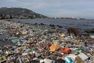 Plastic coming from take-out and convenience food littering the ocean: Study