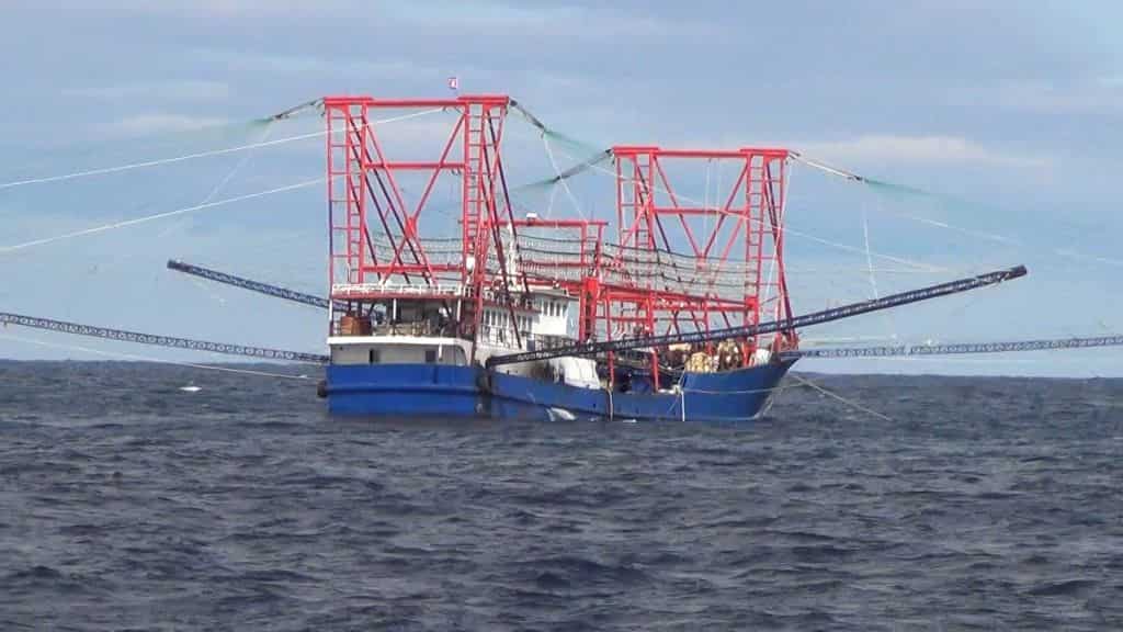 China's illegal fishing in North Korean waters: Have caught around $560MN worth of Squid | World News