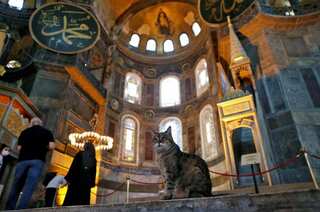 Gli, the cat, can stay even as Istanbul's Hagia Sophia changes
