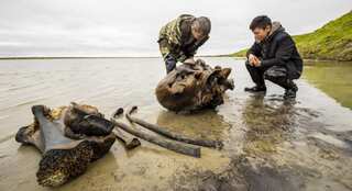 Well-preserved skeleton of woolly mammoth found in Siberian lake