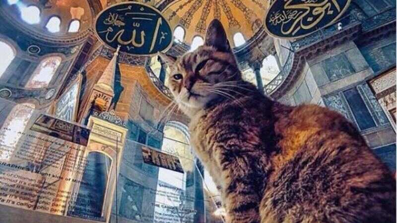 Gli, the cat, can stay even as Istanbul's Mosque Hagia Sophia converts into a Mosque