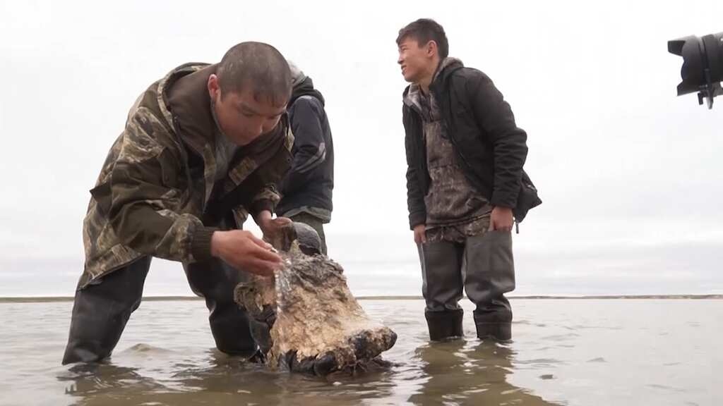 Russian paleontologists found a well-preserved skeleton of woolly mammoth in Siberian lake