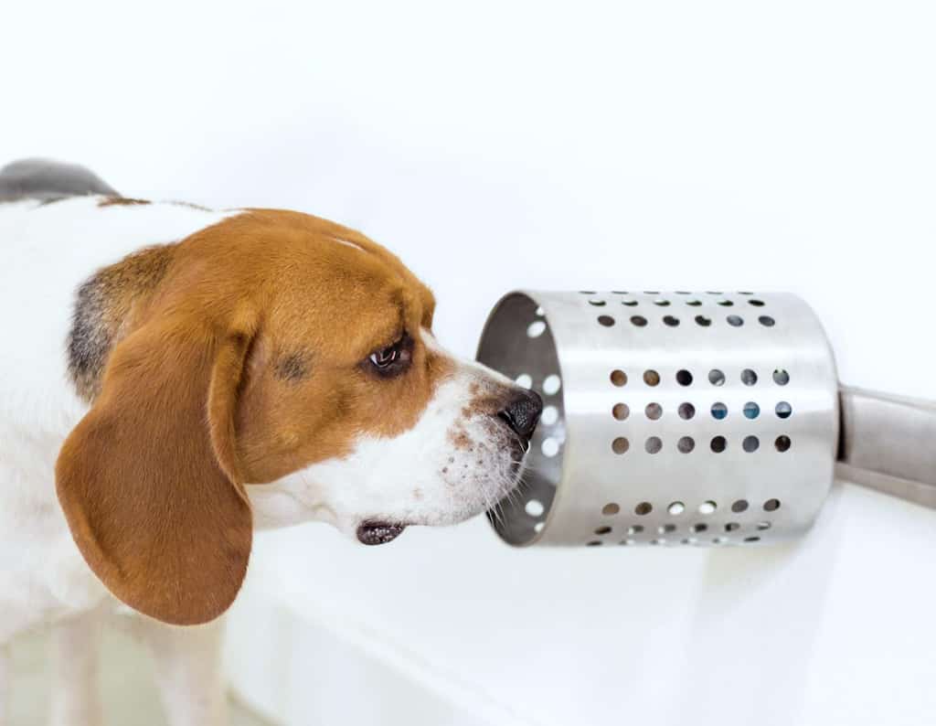 Dogs to sniff out COVID-19 patients?