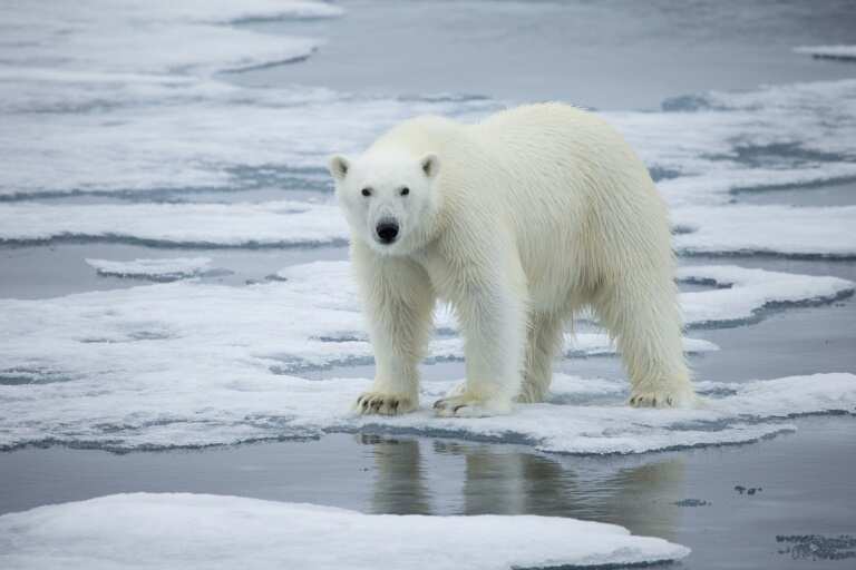Polar bears forced to forage eggs as warming shrinks hunting grounds