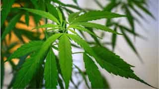 A modified strain of cannabis was recently able to kill cancer cells