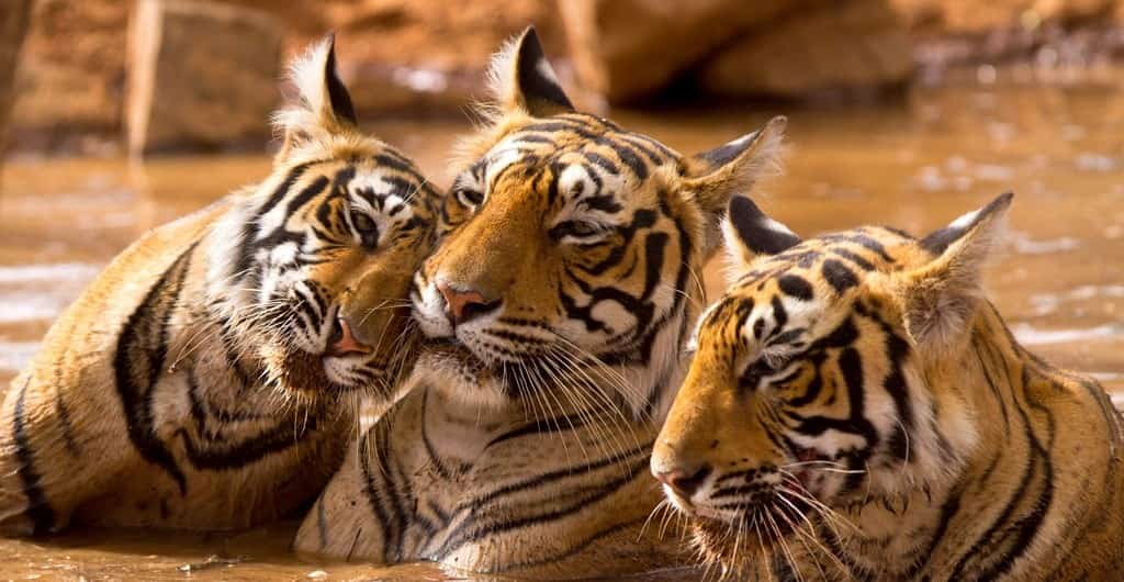 International Tiger Day 2020: India's story of successful conservation of top carnivorous