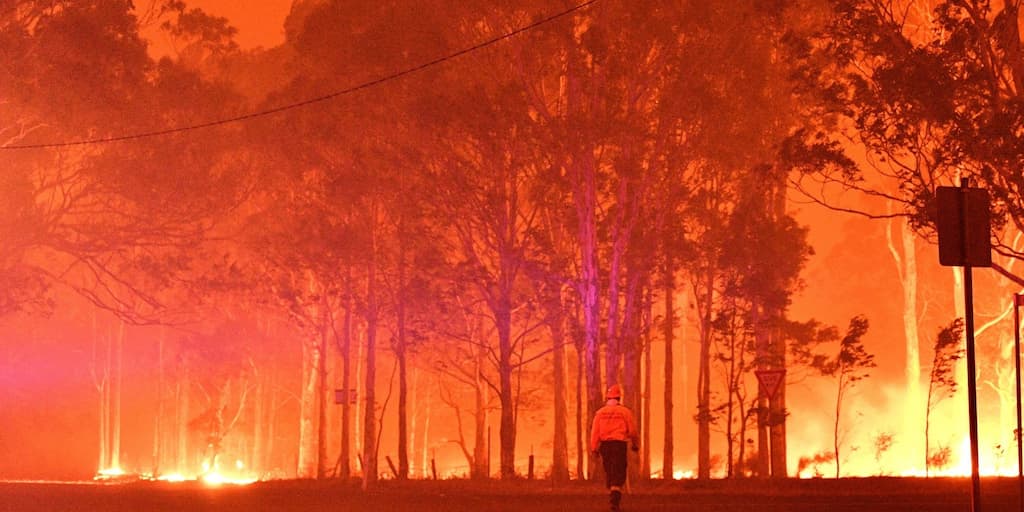 Almost 3 billion animals affected by Australian bushfires: Report