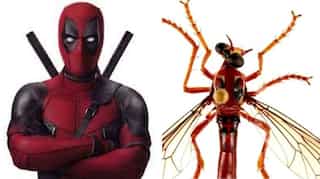 Australia names new species of flies after Marvel superheroes