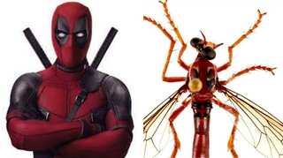 Australia names new species of flies after Marvel superheroes