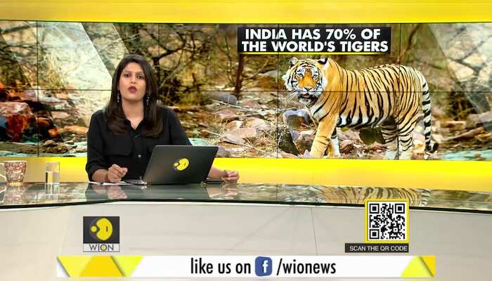 Gravitas: India's success story in Tiger conservation