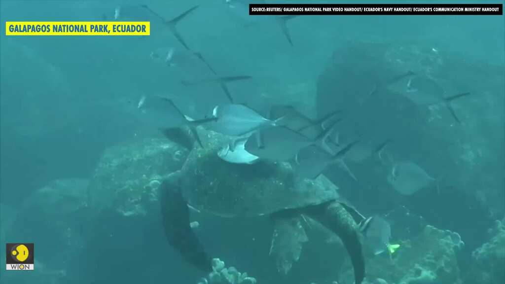 Ecuador seeks to protect Galapagos after fishing boats spotted nearby