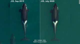 Killer whale, J35, who carried dead newborn for weeks is pregnant again