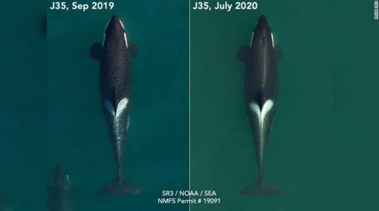 Killer whale, J35, who carried dead newborn for weeks is pregnant again