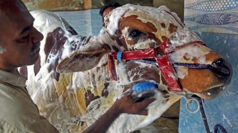 As Pakistan gears up to celebrate Eid, car wash becomes cleaning centre for animals