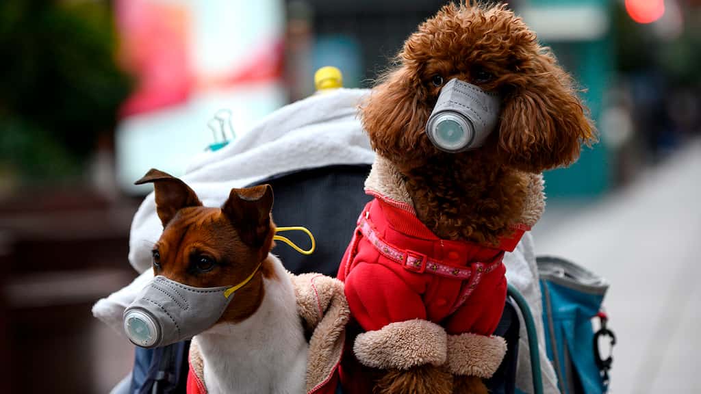 How are criminal gangs in UK capitalising on increasing demand for puppies?