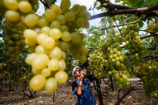 Fineprint: Champagne loses fizz in times of coronavirus | Sales down by nearly 30%