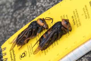 Washington state confirms first live ‘murder hornet’ sighting of 2021