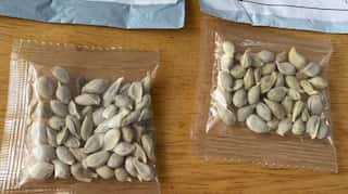 US identifies 'mystery seeds' from China as tomato pips