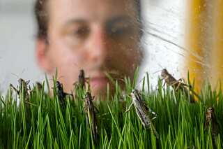 Israeli firm seeks to put locusts on the menu
