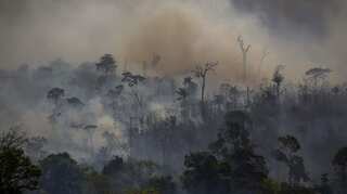 Tropical forest destruction accelerated in 2020