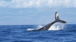 Tourist crushed by whale's tail in Australia