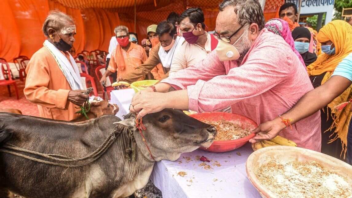 Protection of cows