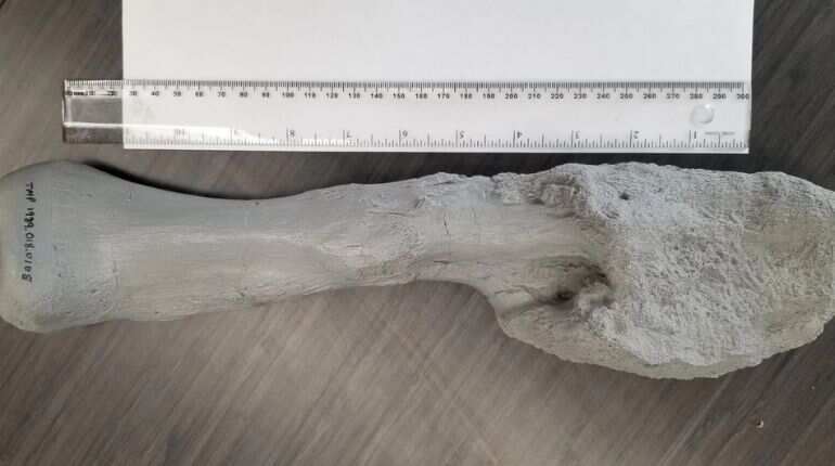 'Gnarly' tumor shows dinosaurs got cancer, too