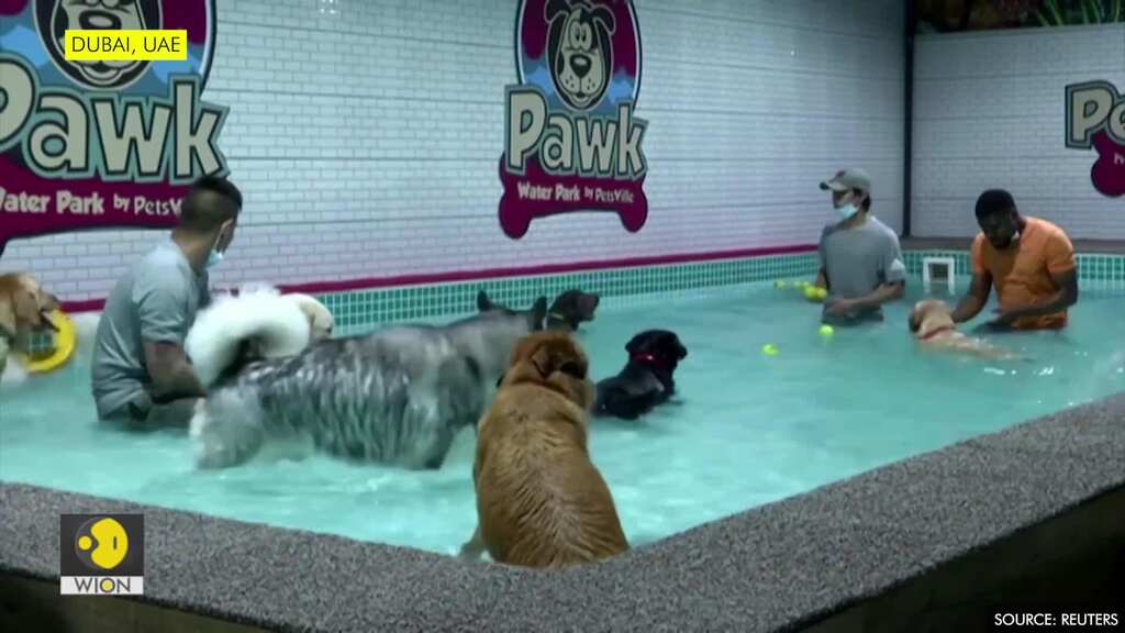 Dogs take a dip in Dubai's 'Aquapawk' to cool down during summer